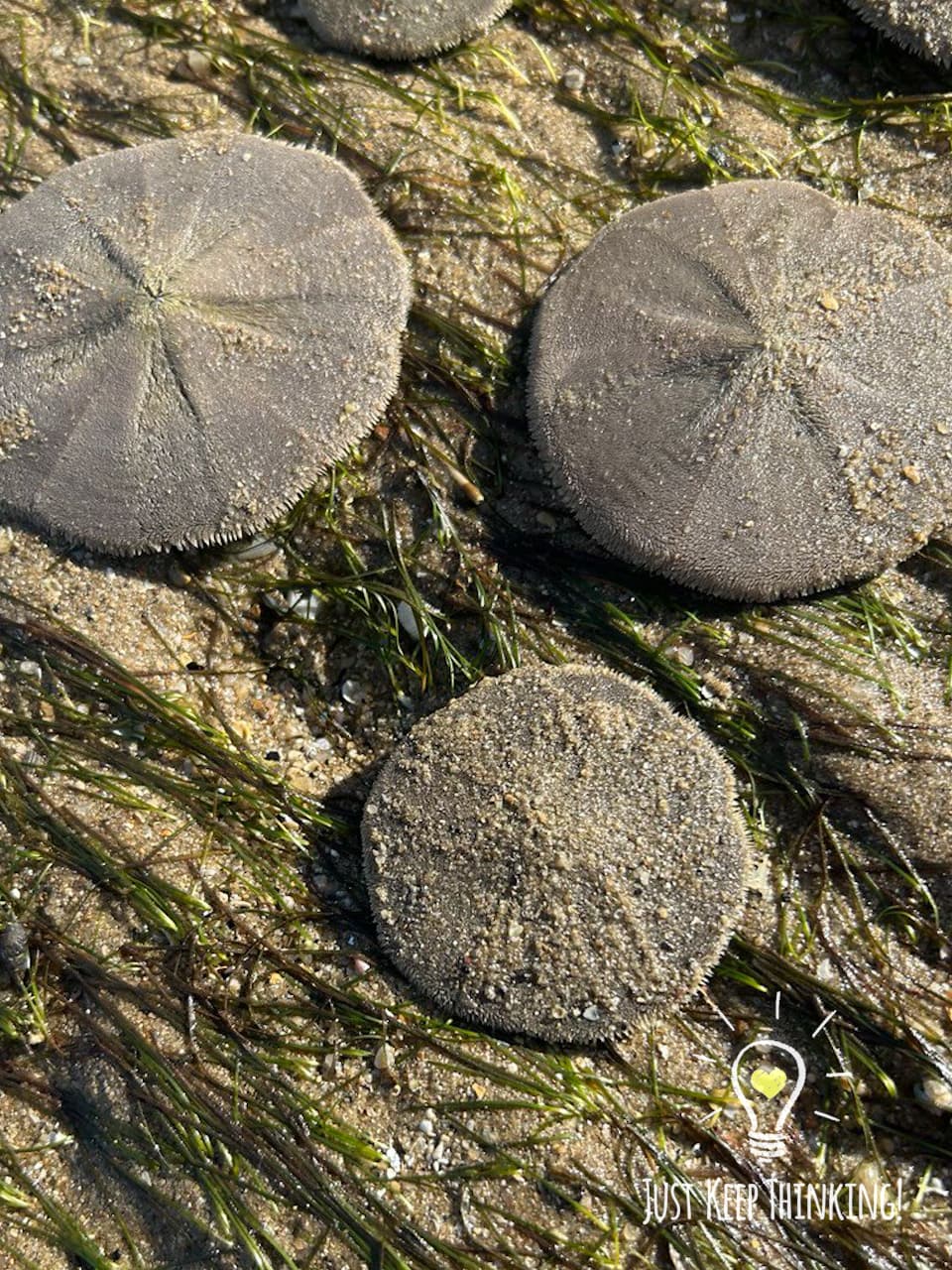 Cake Sand Dollar