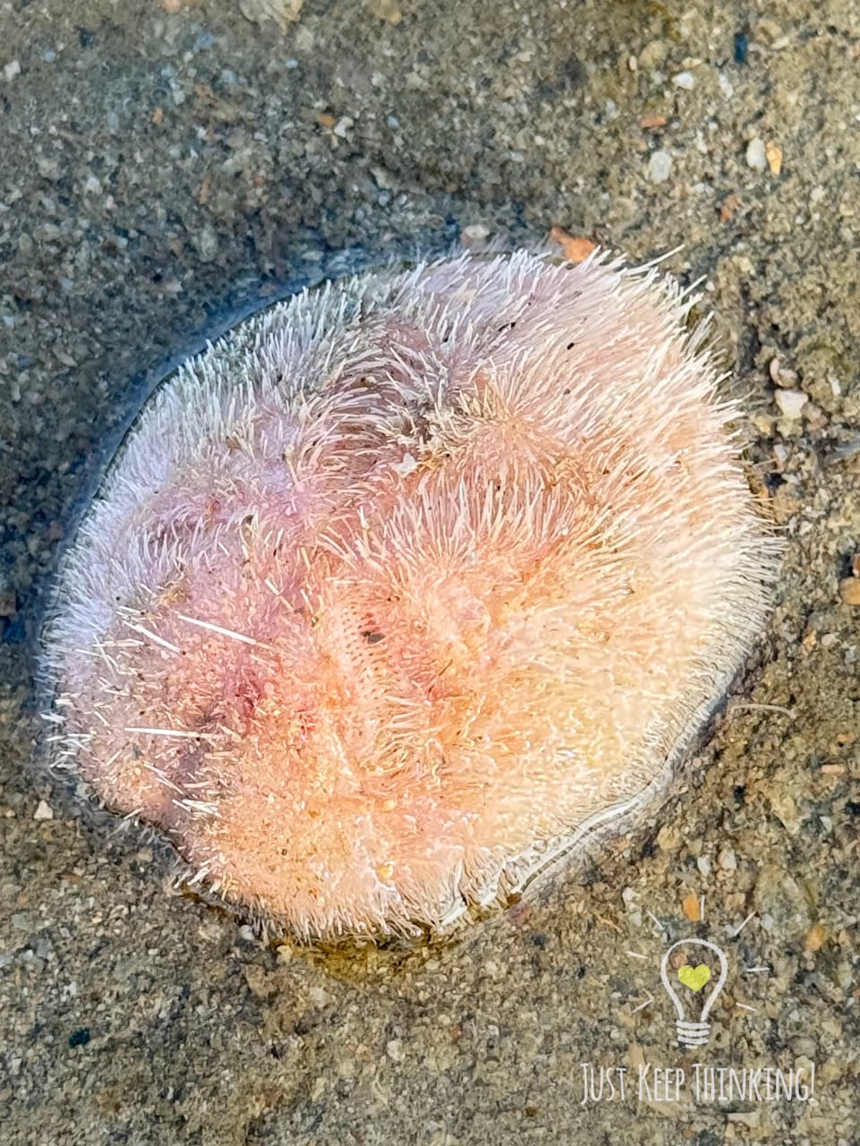 Keeled Heart Urchin