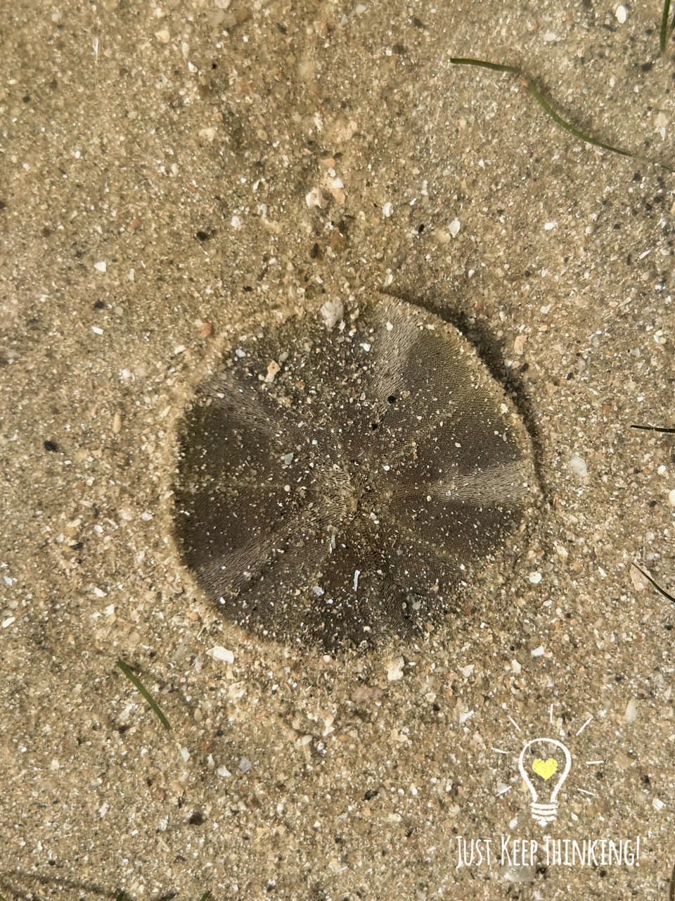Cake Sand Dollar