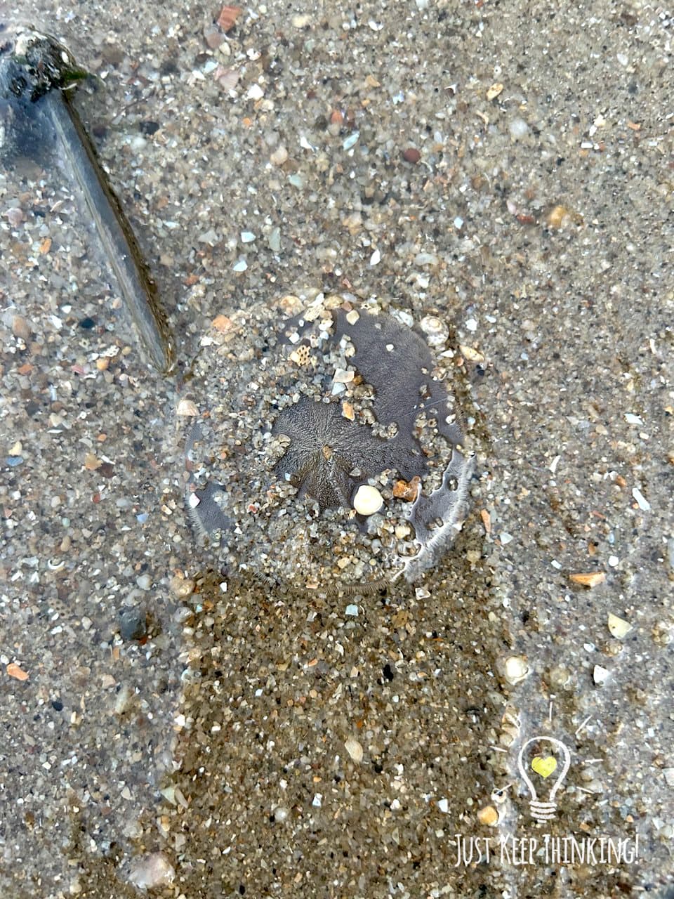 Cake Sand Dollar
