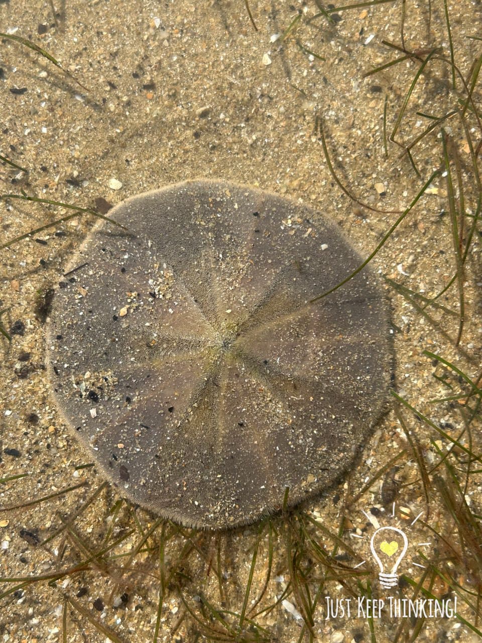 Cake Sand Dollar