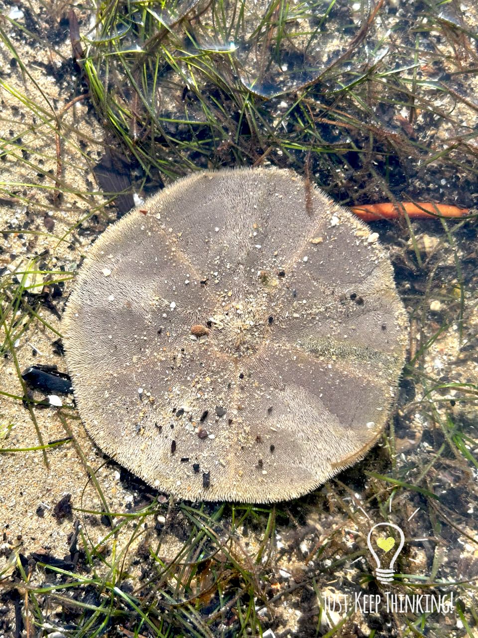 Cake Sand Dollar