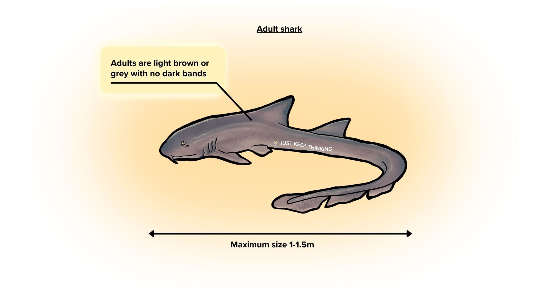 Brown-banded bamboo shark_Adult_Infographic