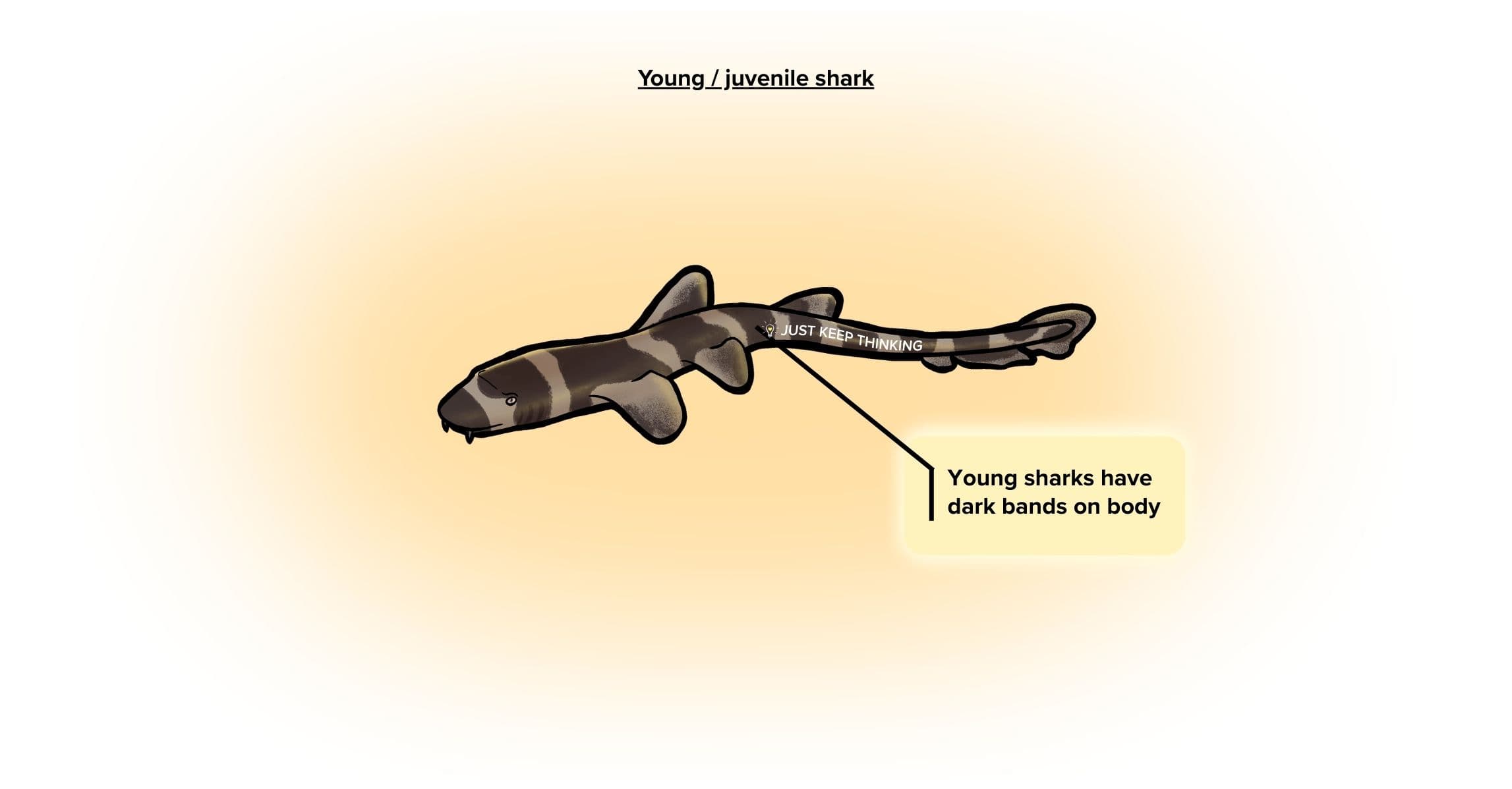 Brown-banded bamboo shark_Juvenile_Infographic