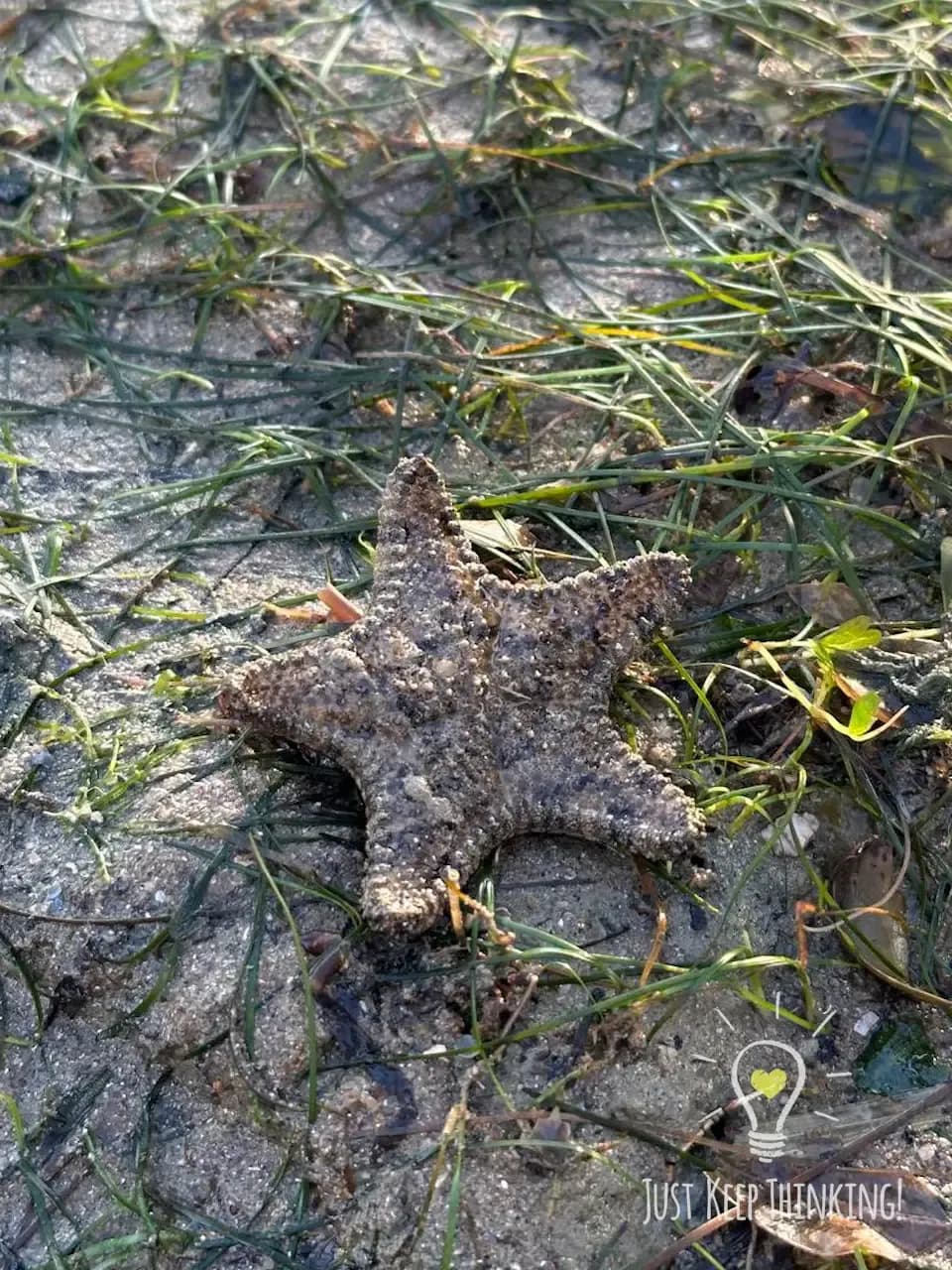 Intertidal walk photo 4