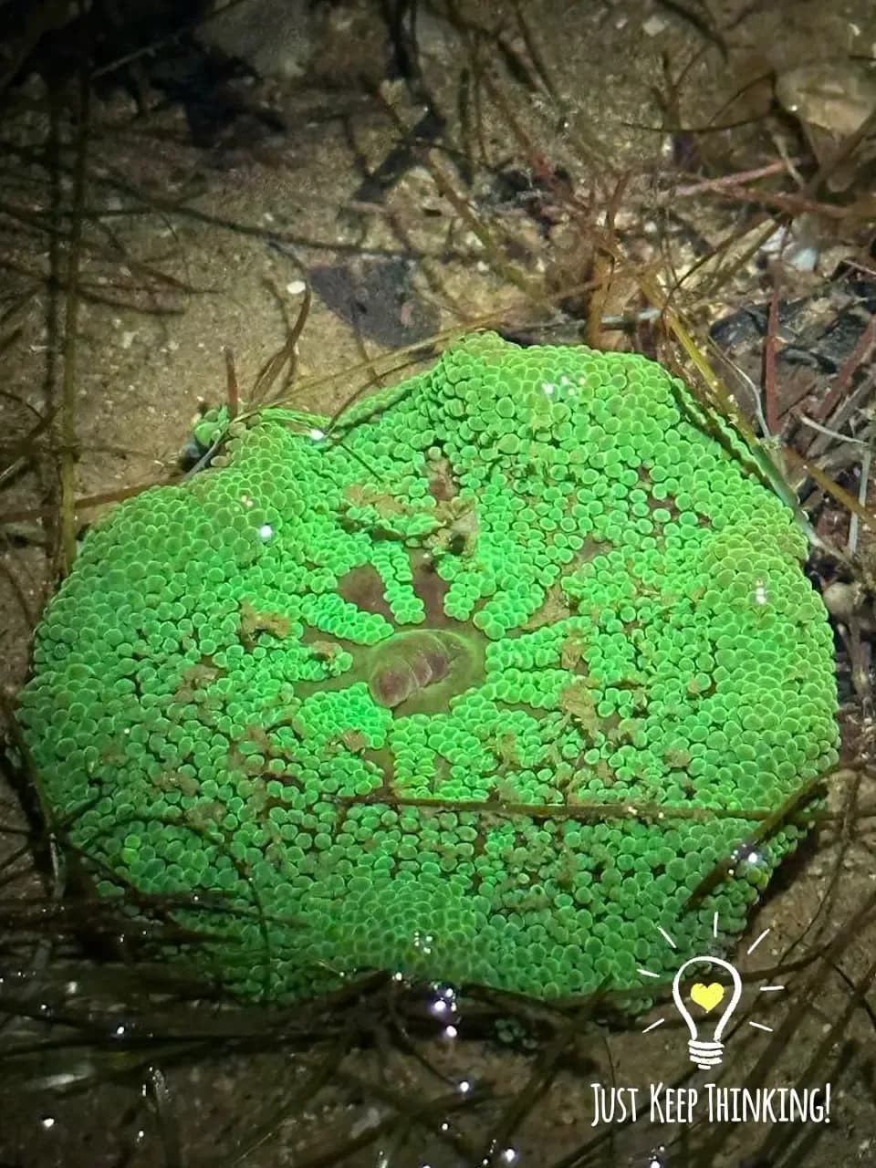 Intertidal walk photo 8