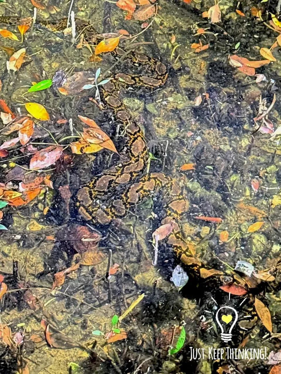 Mangrove night walk photo 6