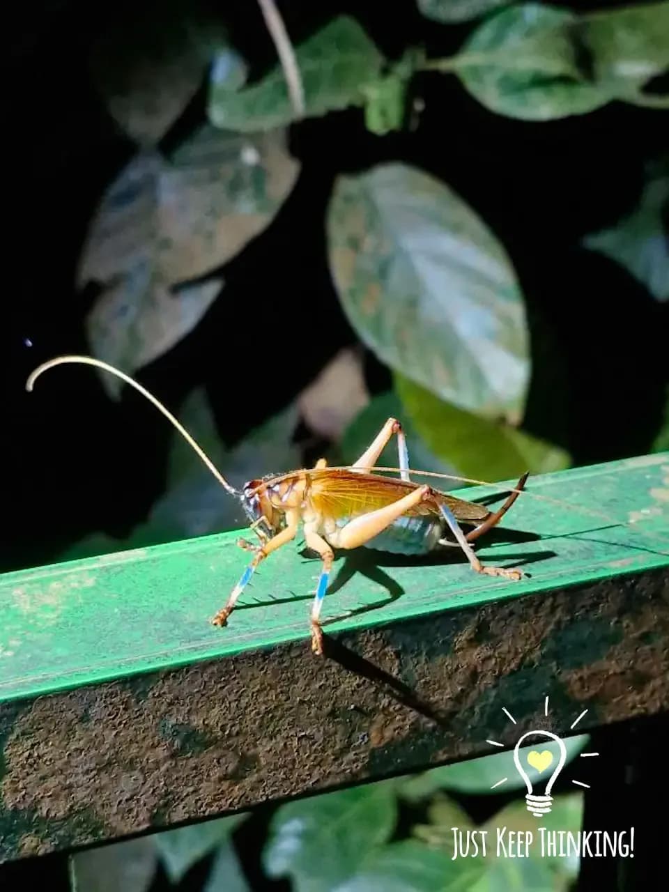 Mangrove night walk photo 7