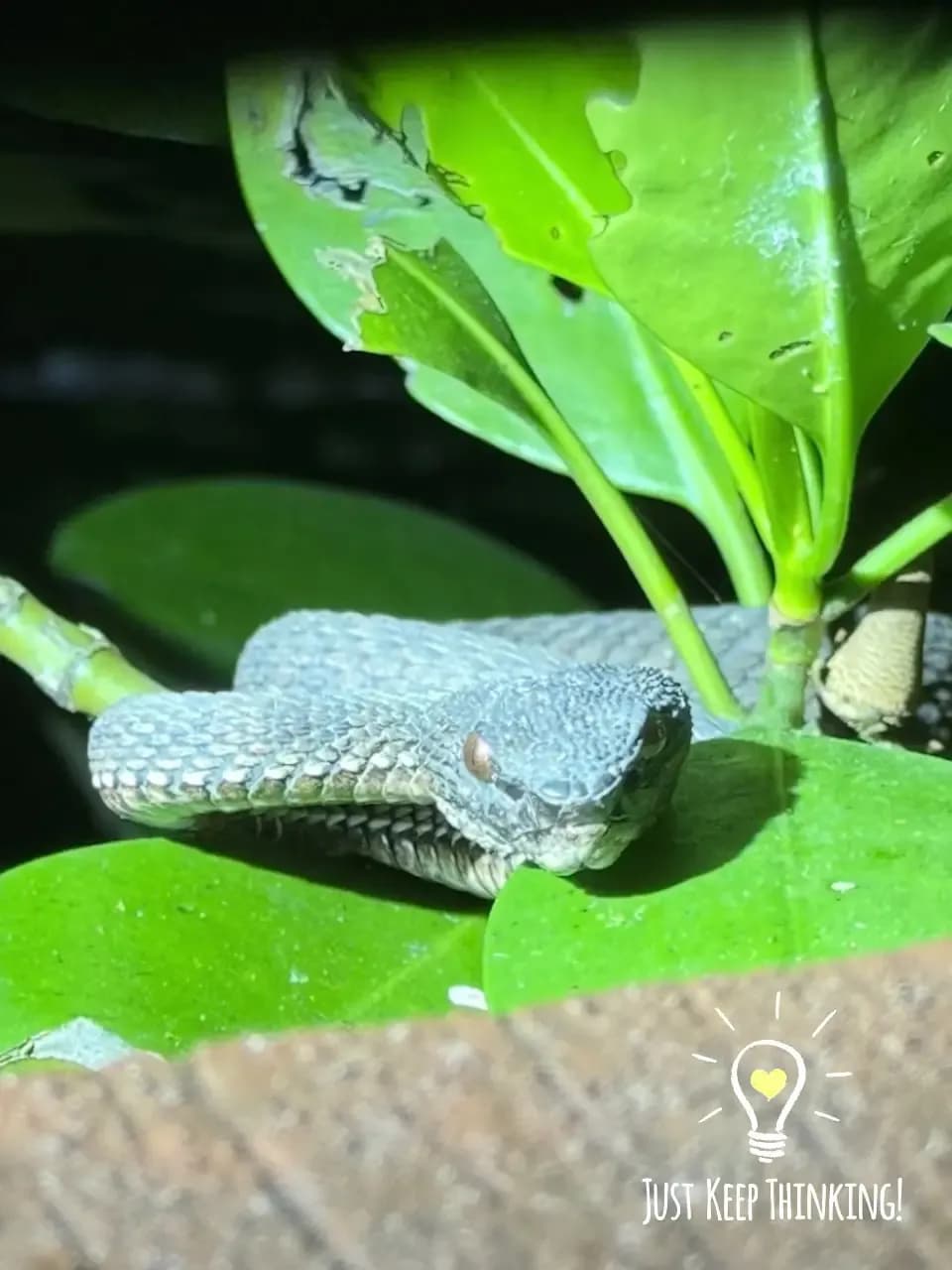 Mangrove night walk photo 1