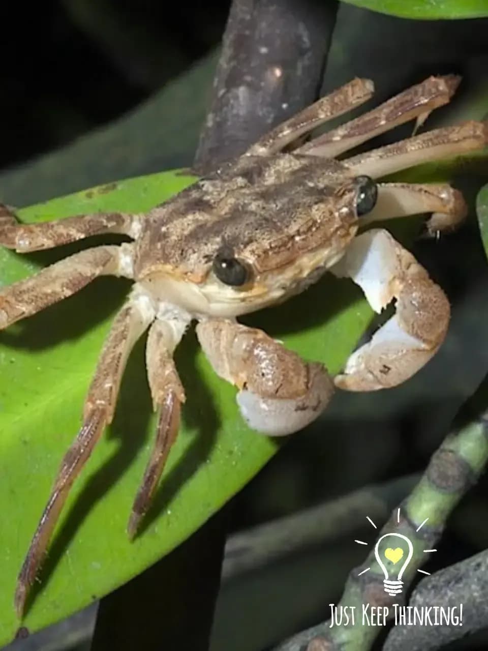Mangrove night walk photo 2