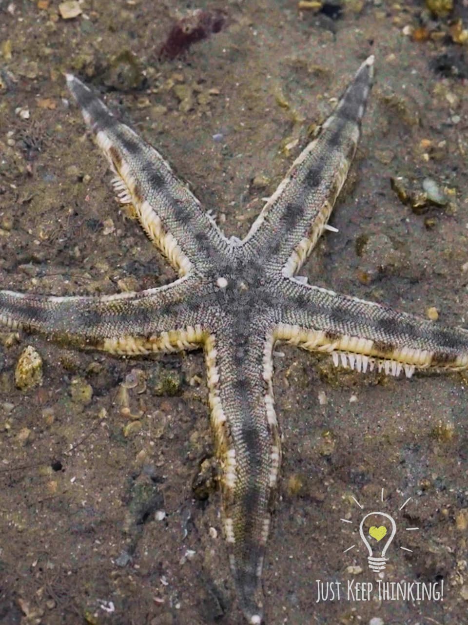 28_Common Sea Star_GradedJKT