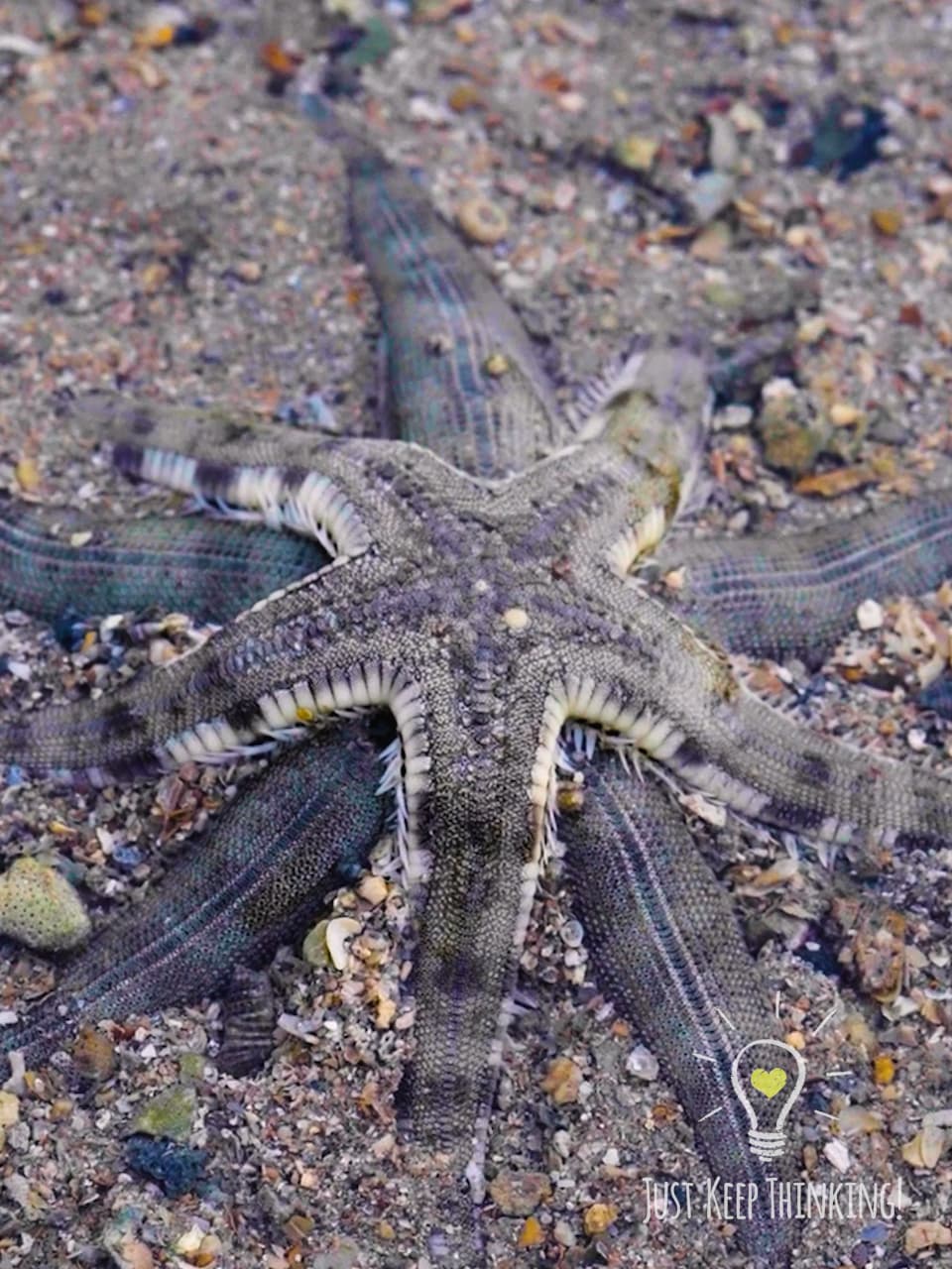 29_Common Sea Star_GradedJKT