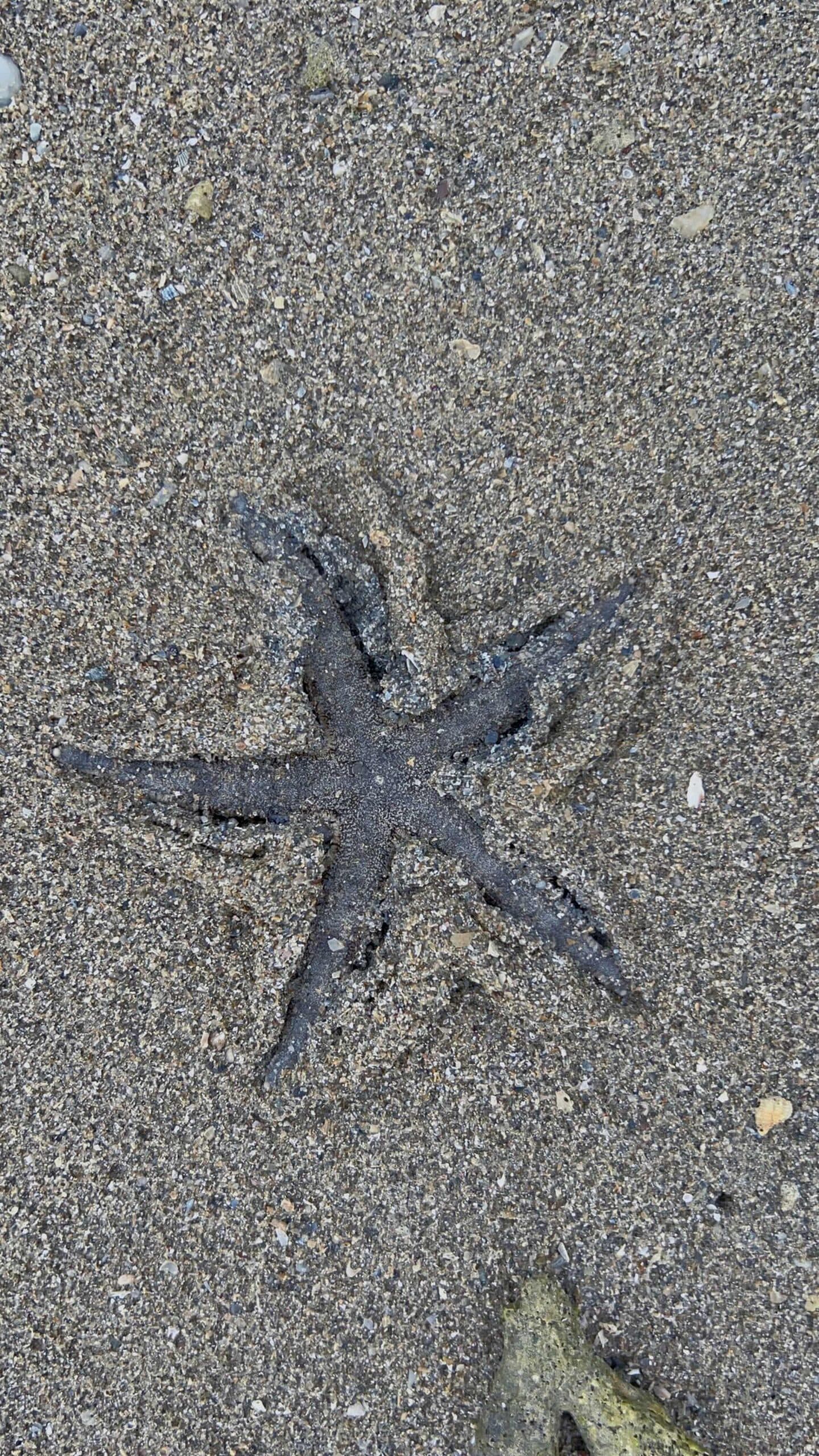 30_Common Sea Star_GradedJKT