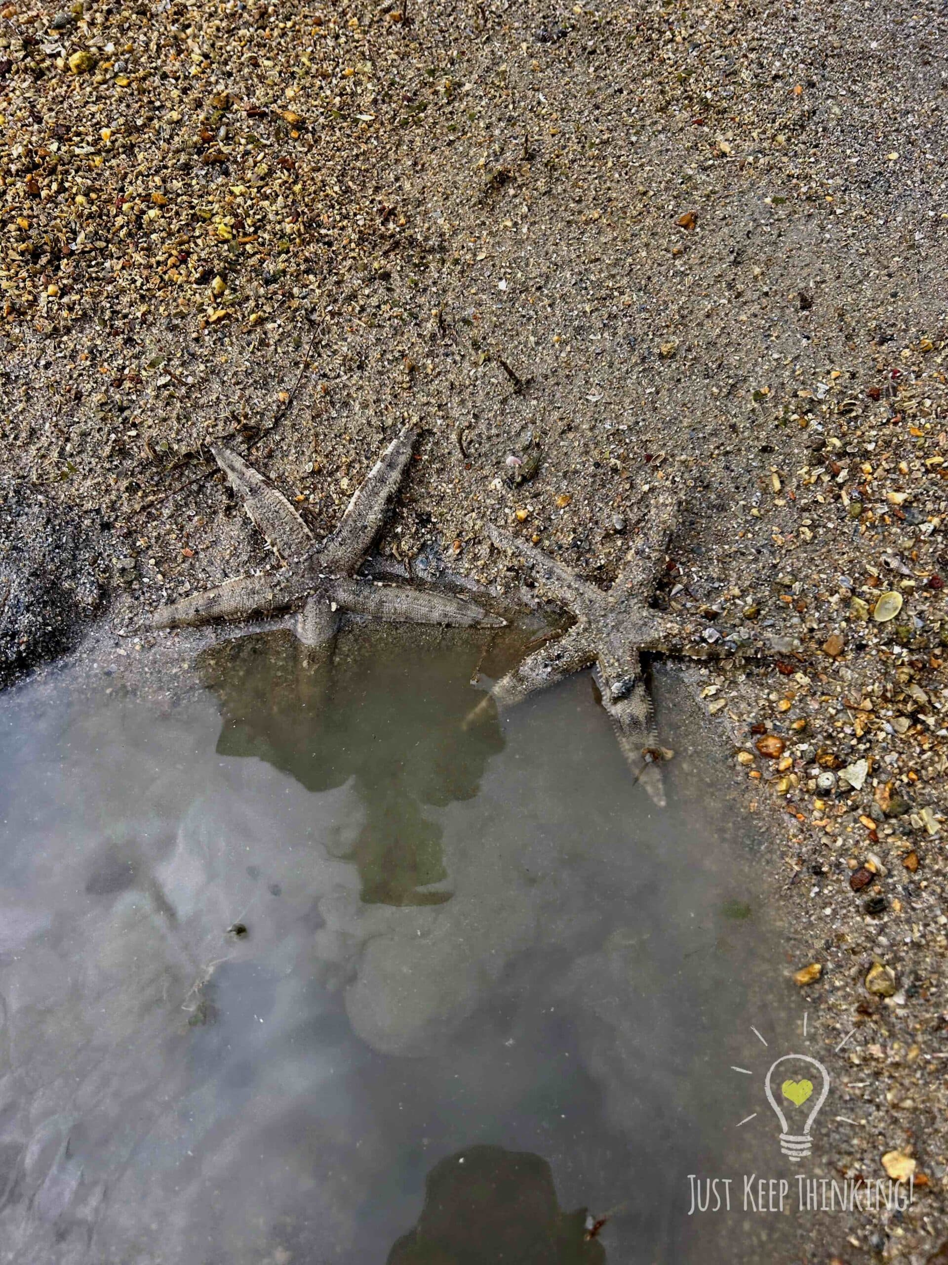 31_Common Sea Star_GradedJKT