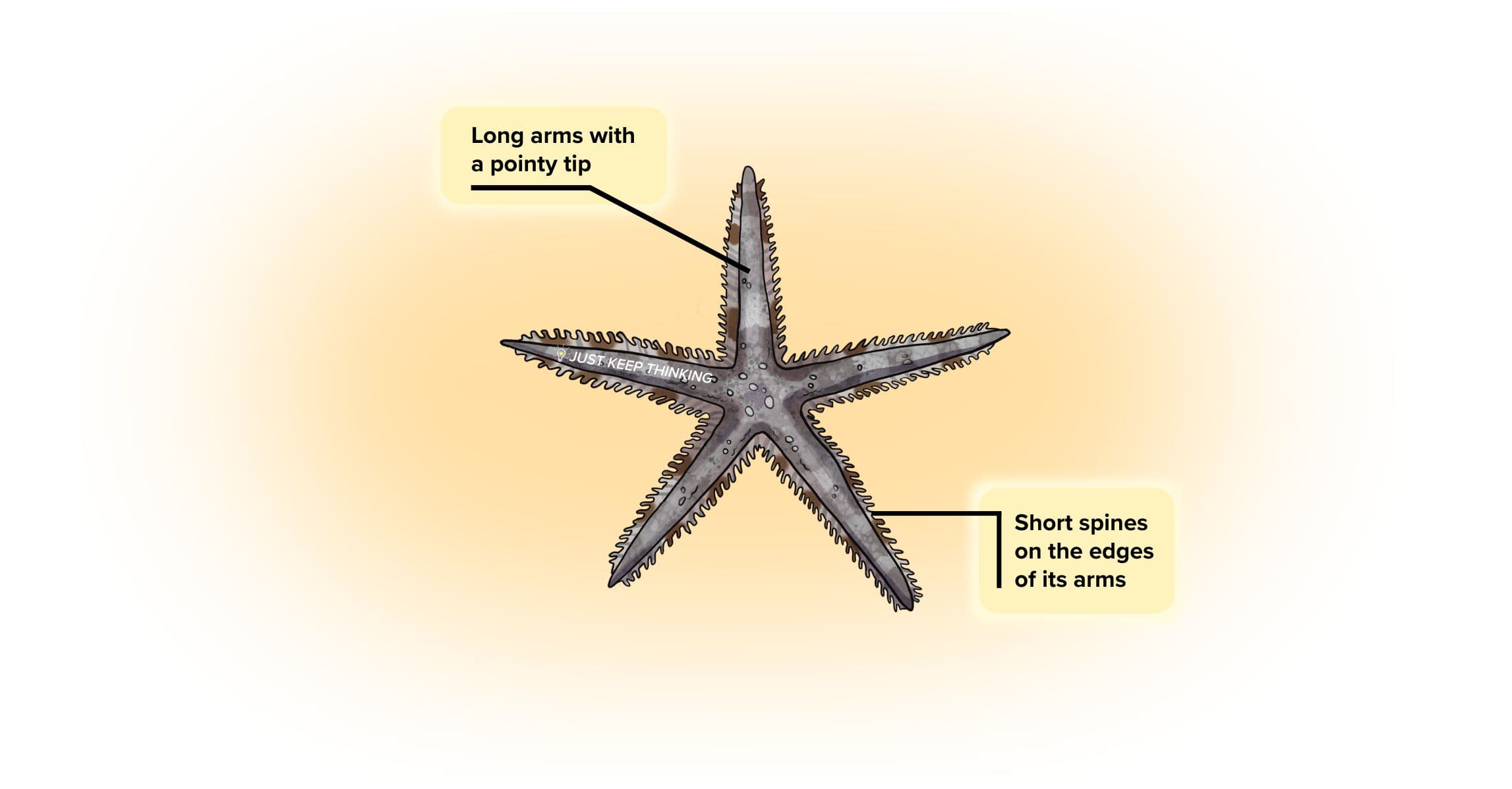 Common Sea Star_Animal Infographic