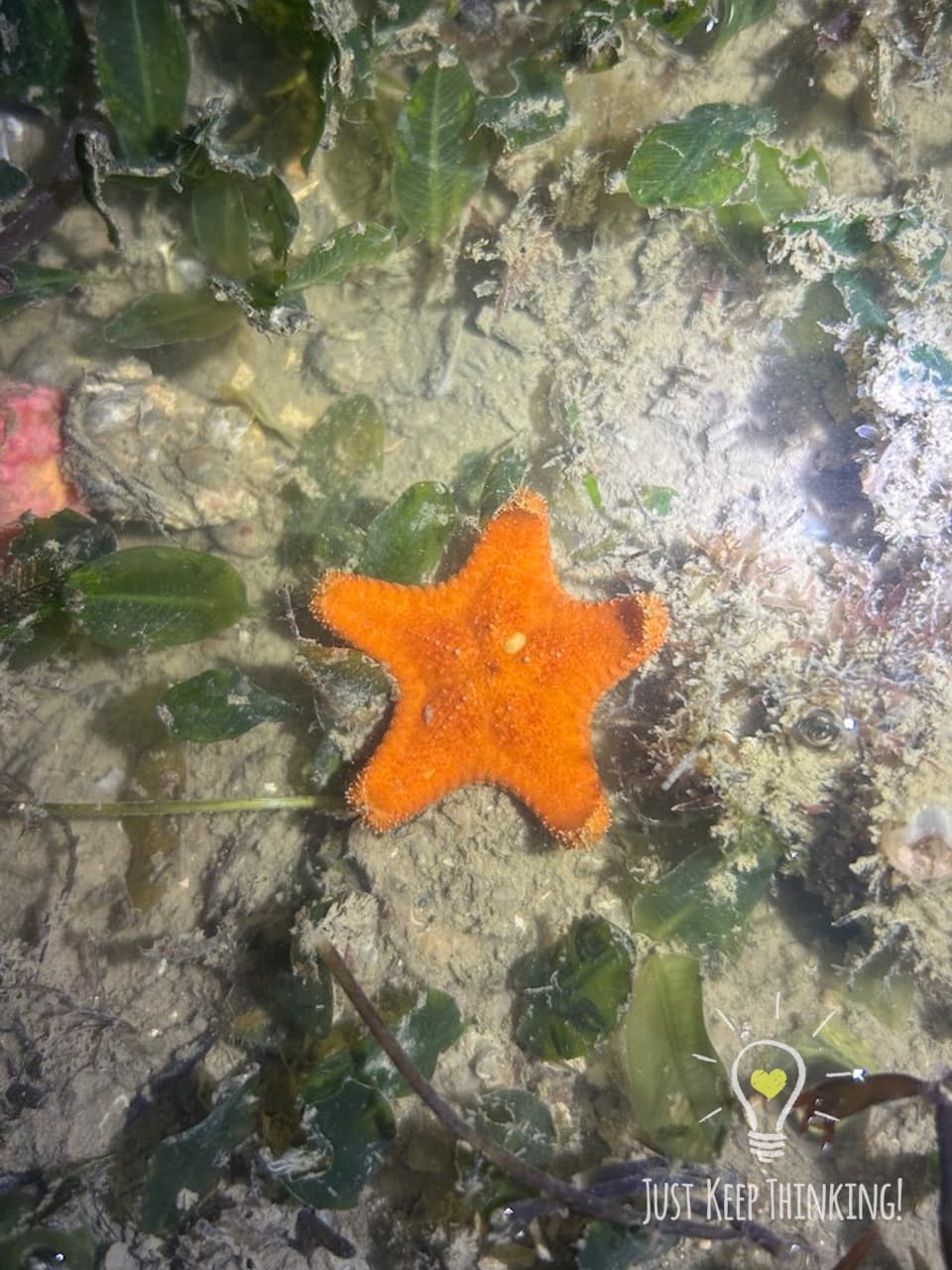 10_Orange Cake Sea Star_GradedJKT