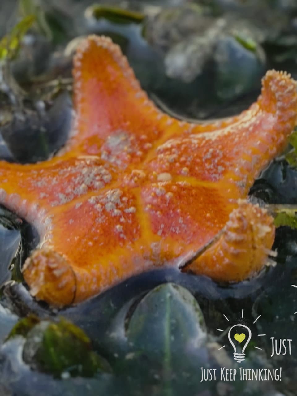 13_Orange Cake Sea Star_GradedJKT