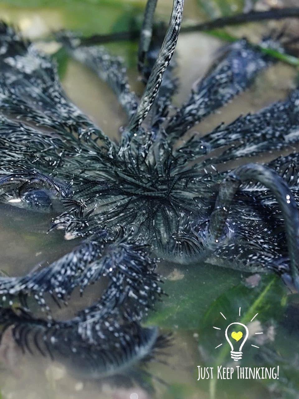 7_Blue Feather Star_GradedJKT