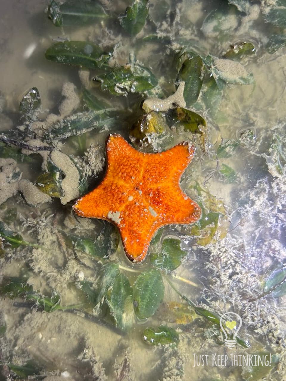 9_Orange Cake Sea Star_GradedJKT