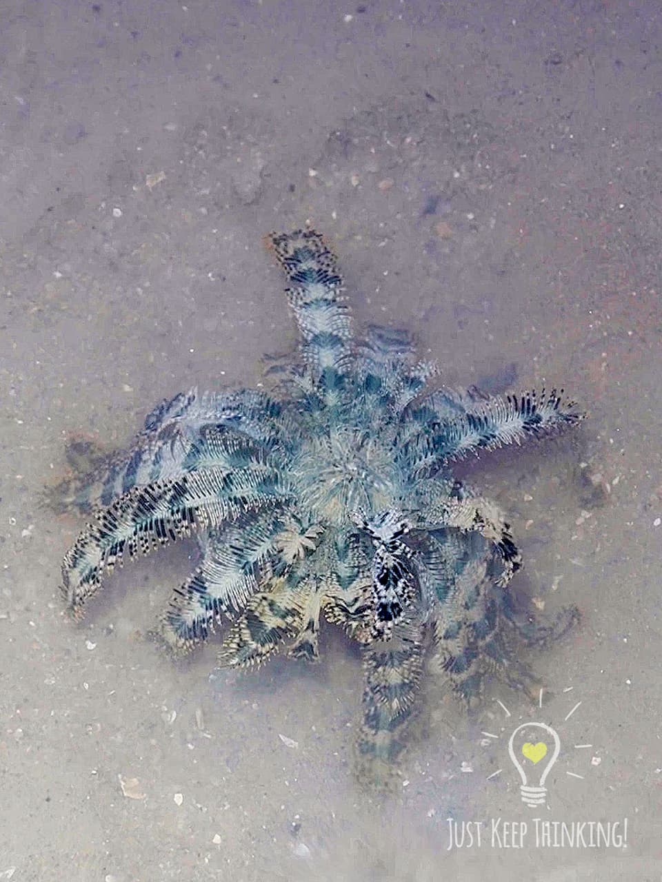 Blue Feather Star 1