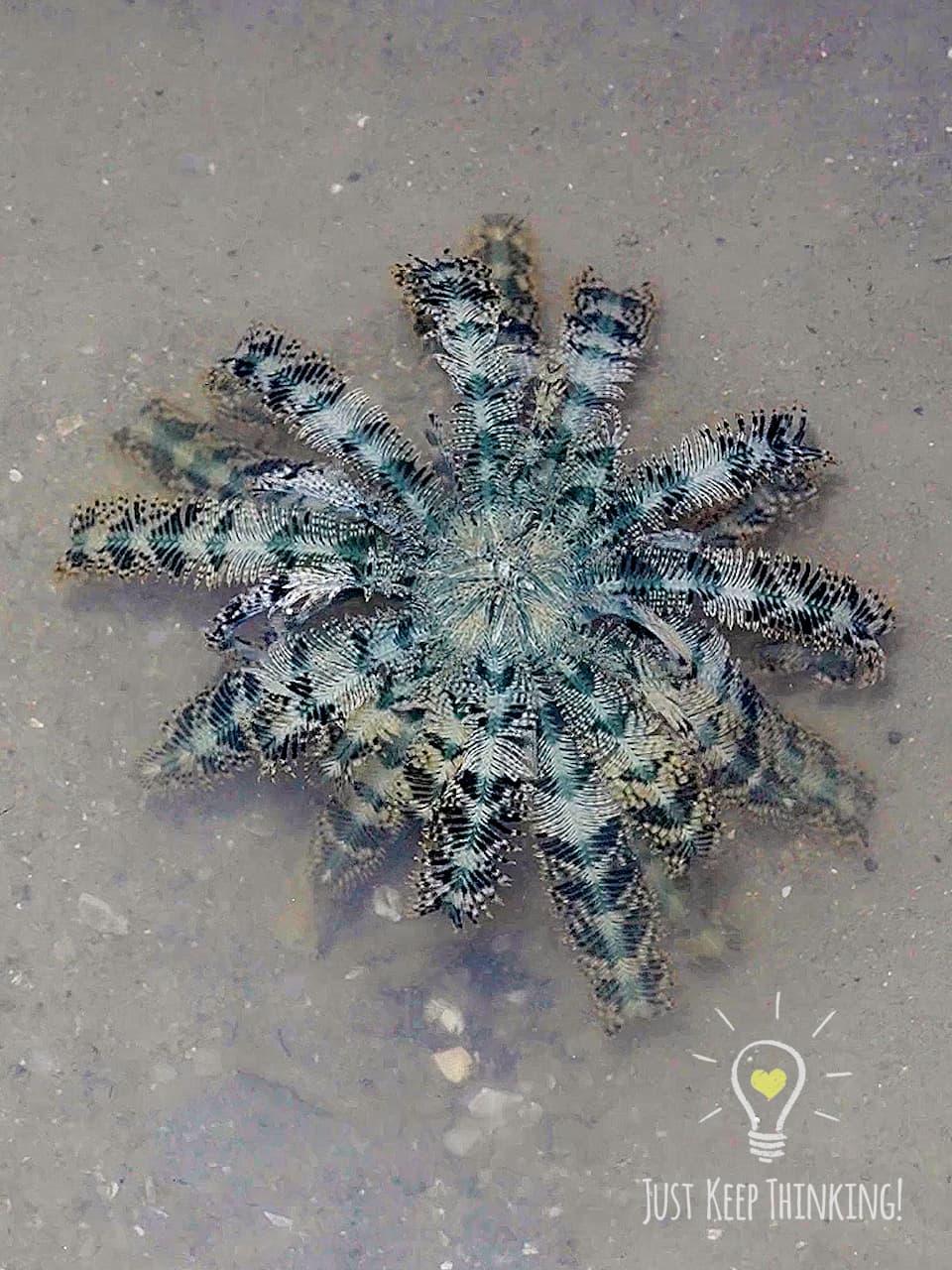 Blue Feather Star 2