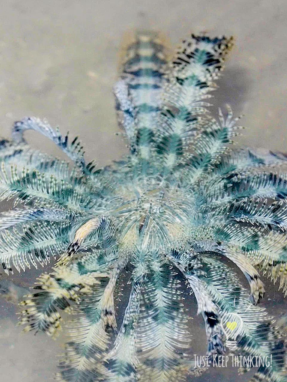 Blue Feather Star 3