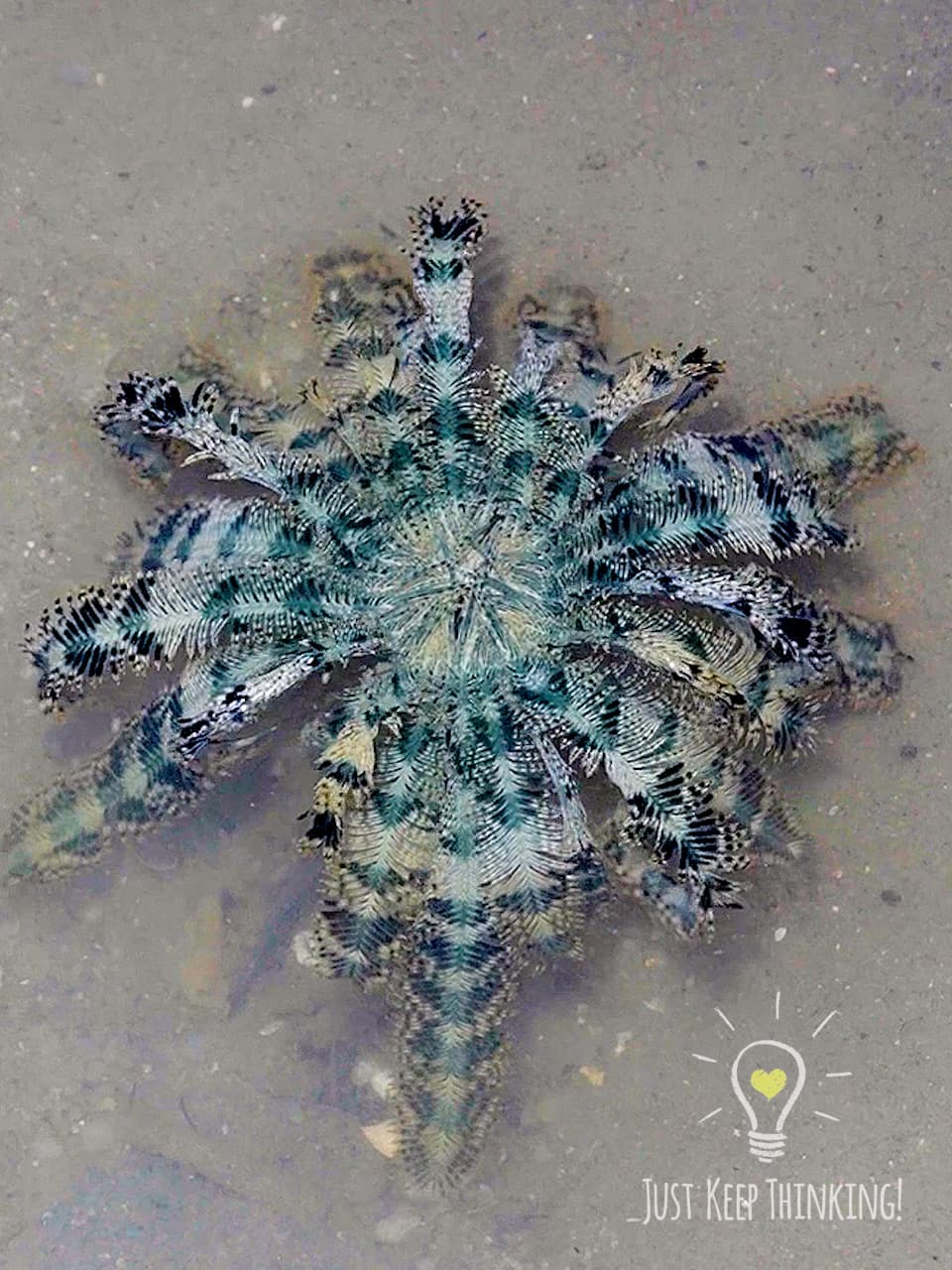 Blue Feather Star 4