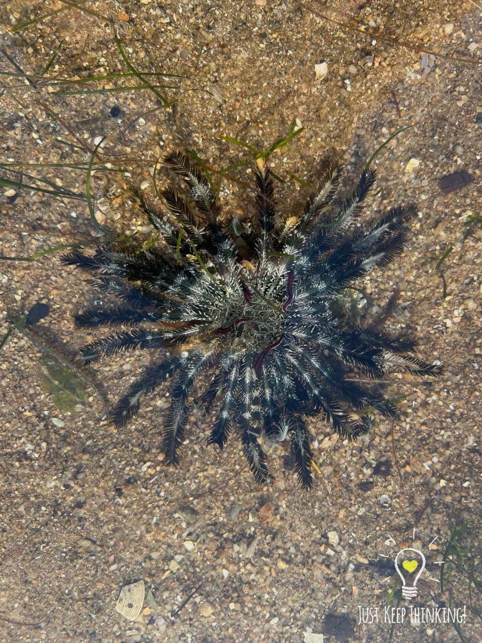 Blue Feather Star 5