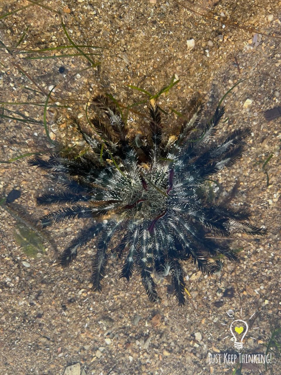 Blue Feather Star 6