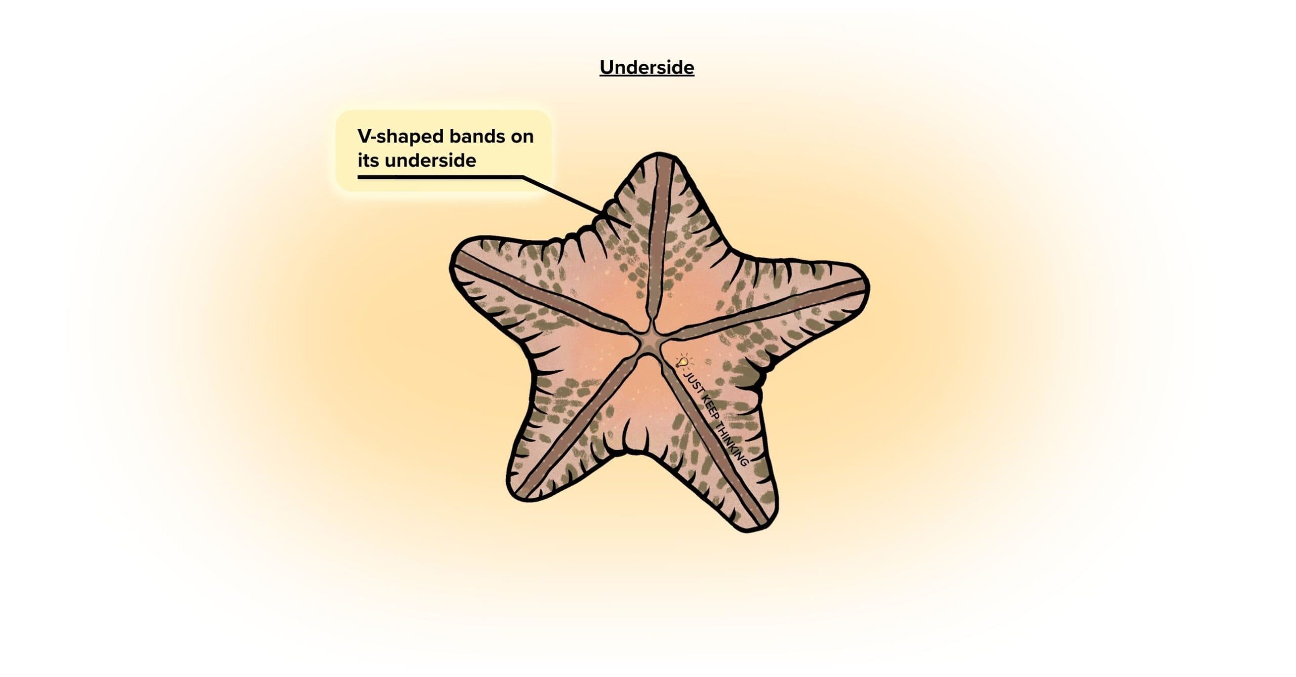 Cake sea star_Under_Infographic