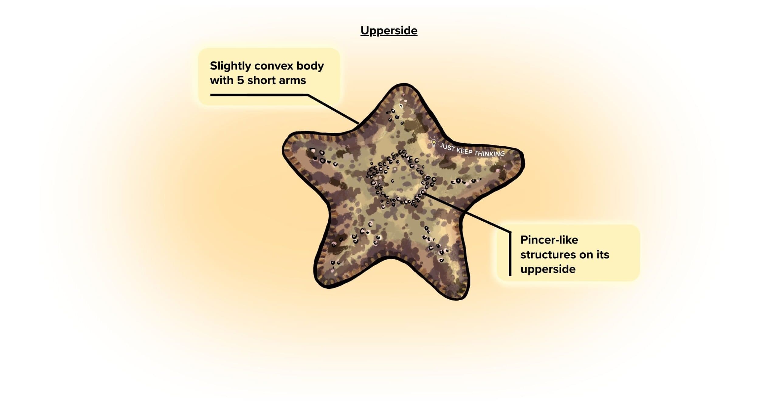 Cake sea star_Upper_Infographic