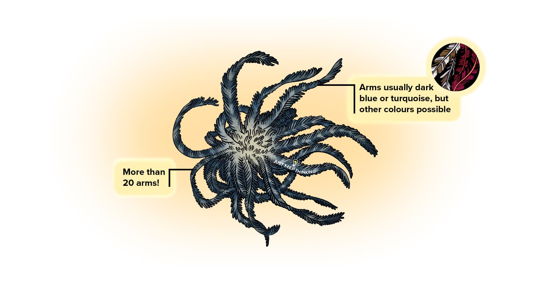 WebSpecies_blueFeatherStar