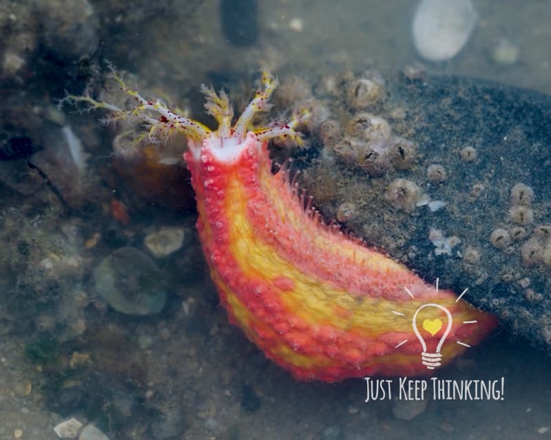 Pinky Warty Sea Cucumber