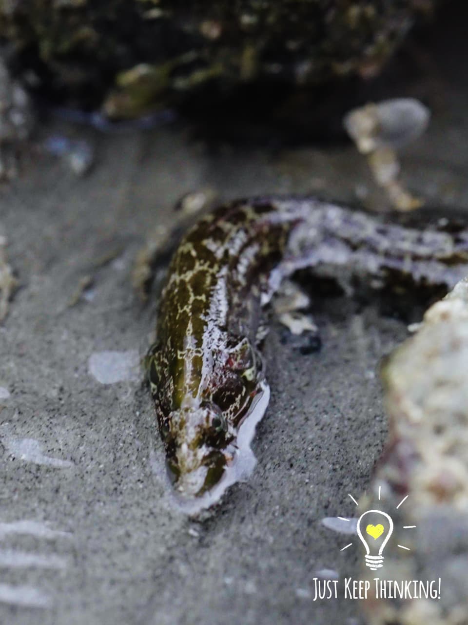 02_Carpet Eel Blenny_GradedJKT