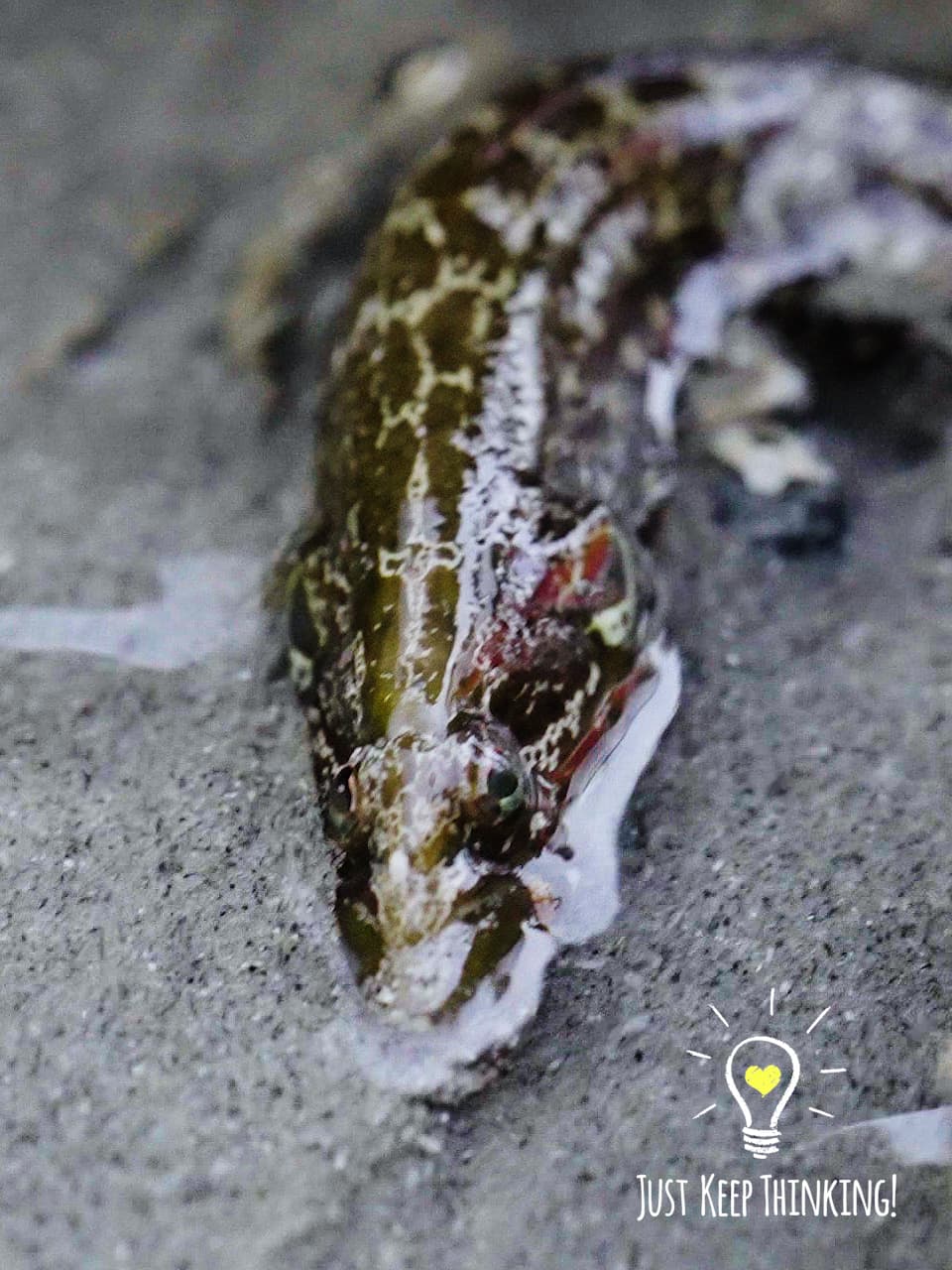 03_Carpet Eel Blenny_GradedJKT