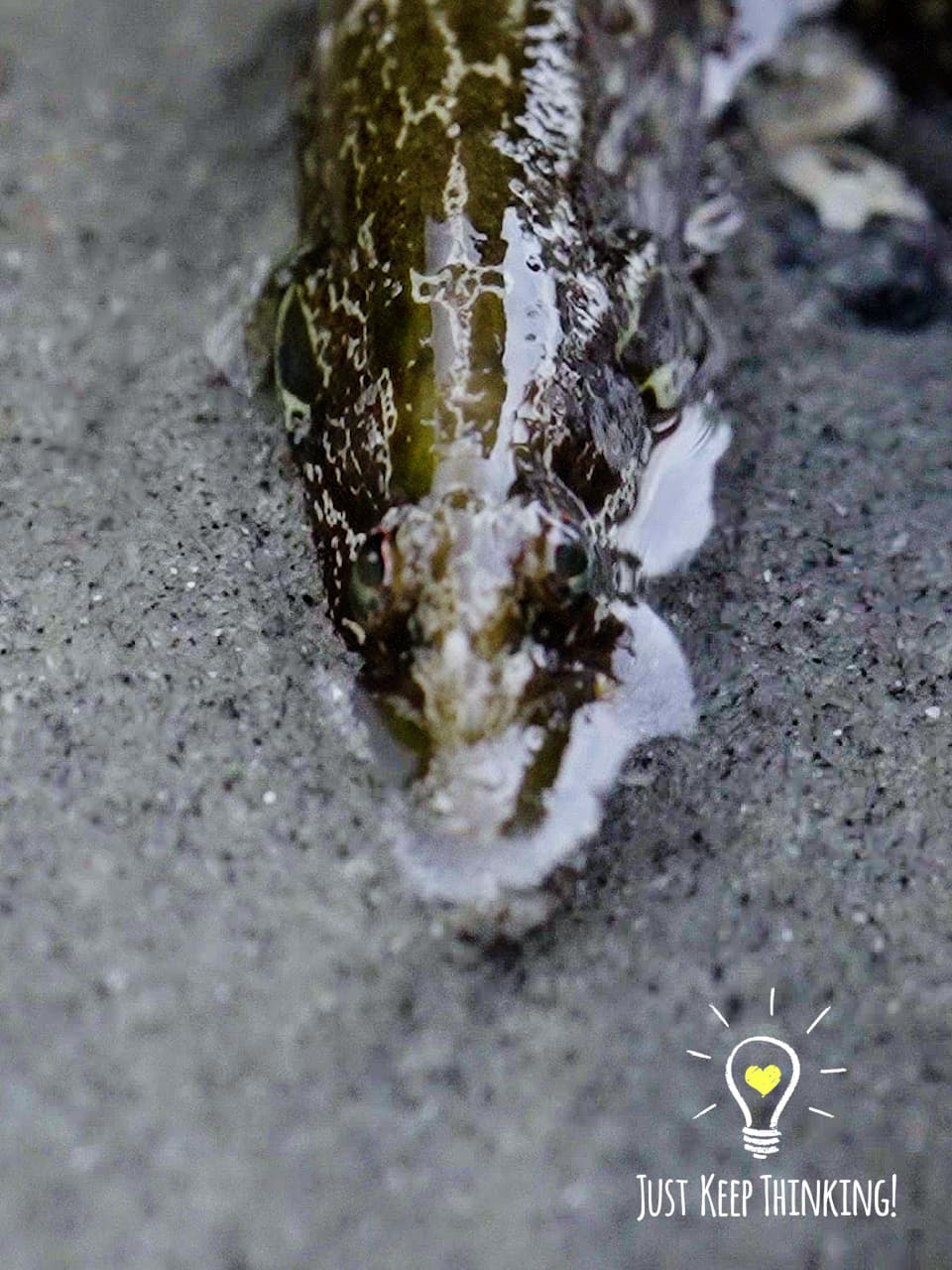 04_Carpet Eel Blenny_GradedJKT