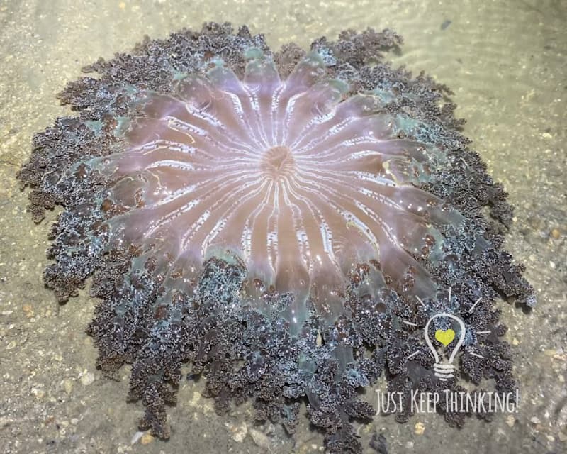 Fire Anemone