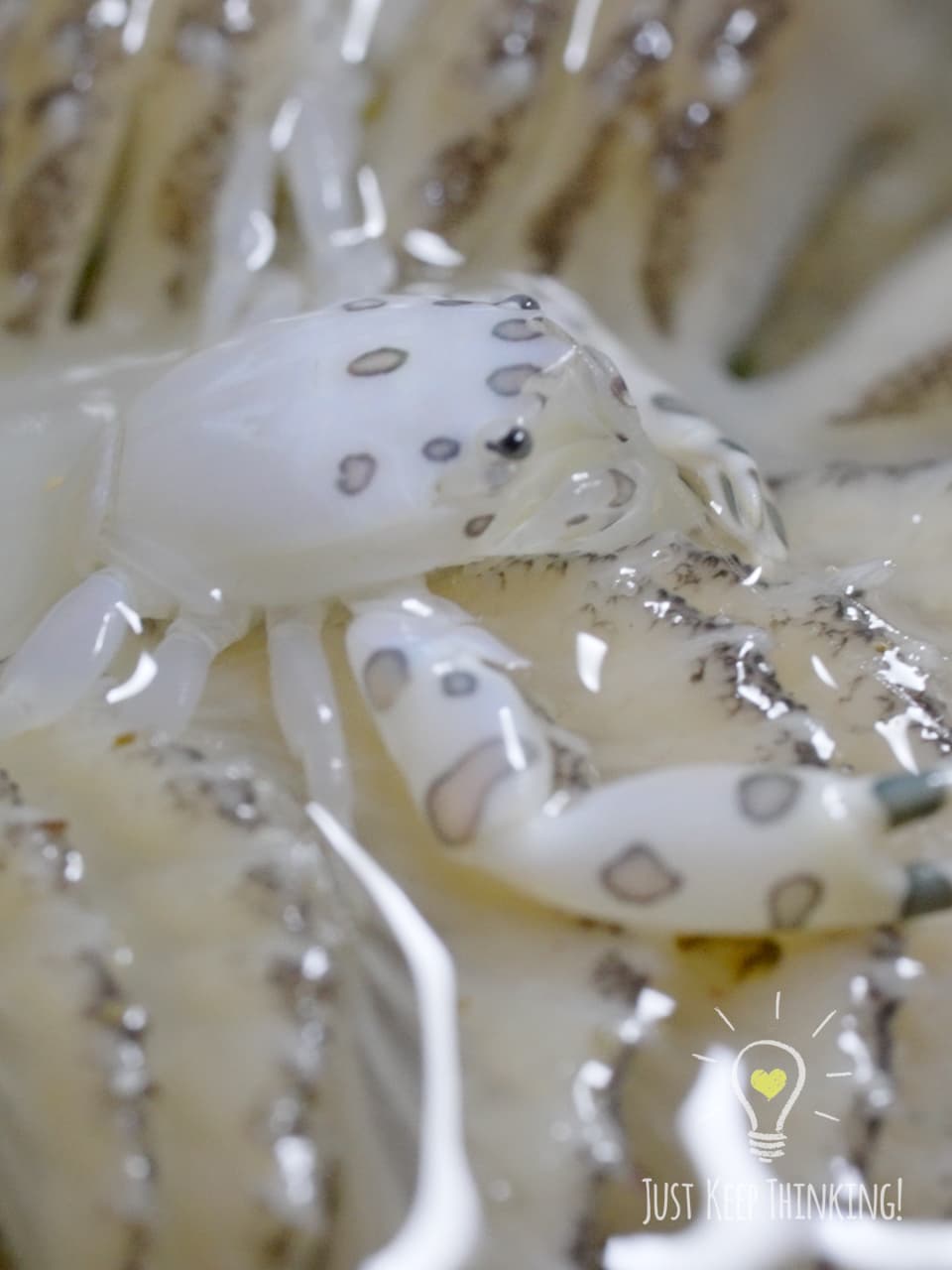 04_Painted Porcelain Crab_GradedJKT