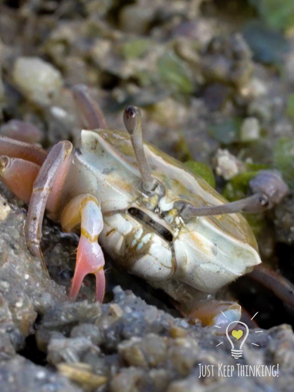 04_Sand Bubbler Crab_GradedJKT