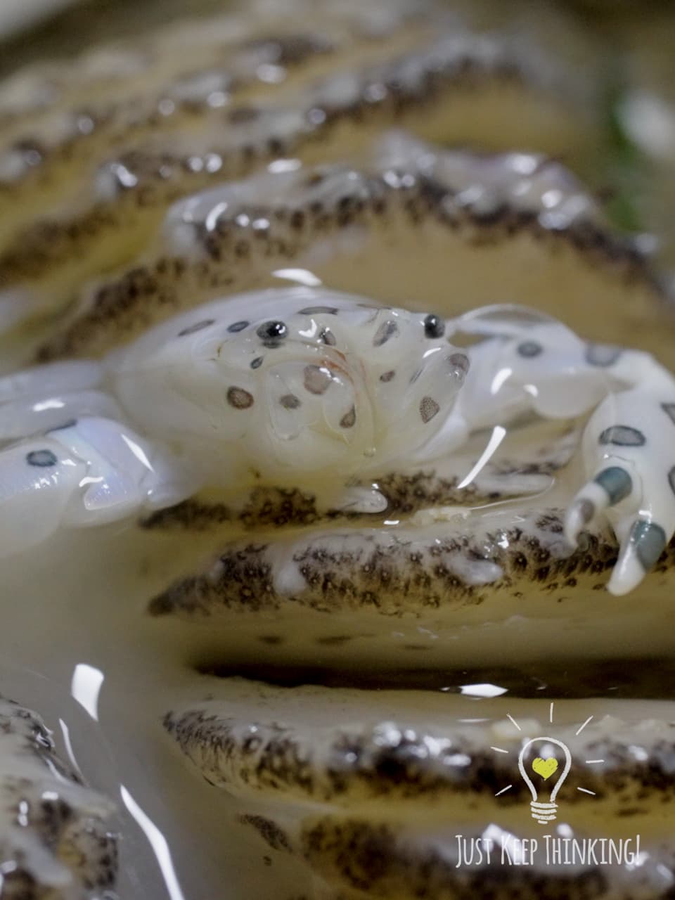 06_Painted Porcelain Crab_GradedJKT