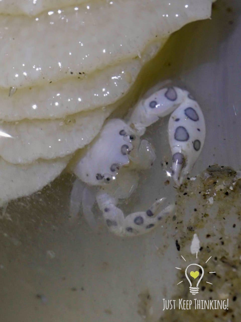 09_Painted Porcelain Crab_GradedJKT