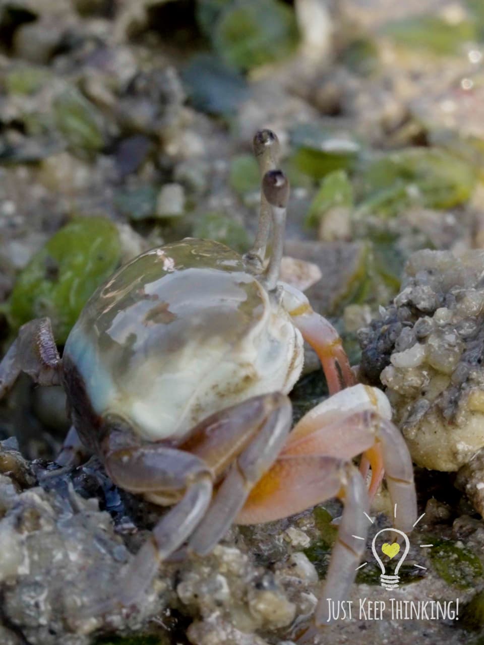 09_Sand Bubbler Crab_GradedJKT