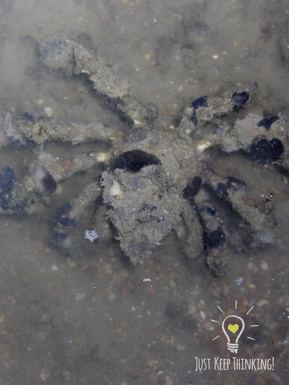 09_Velcro Crab_GradedJKT