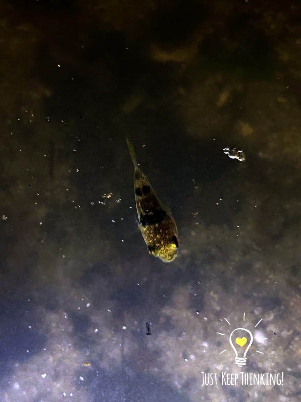 10_Milkspotted Pufferfish_GradedJKT