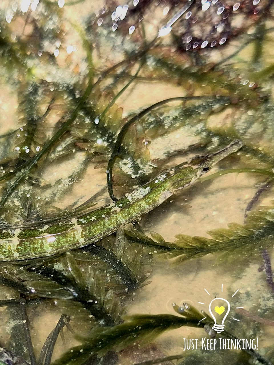 10_Seagrass Pipefish_GradedJKT