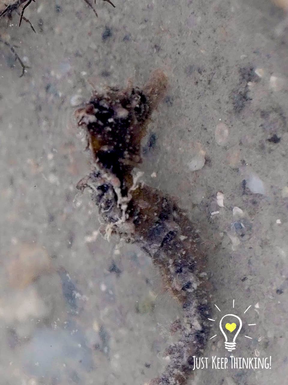 10_Spotted Seahorse_GradedJKT
