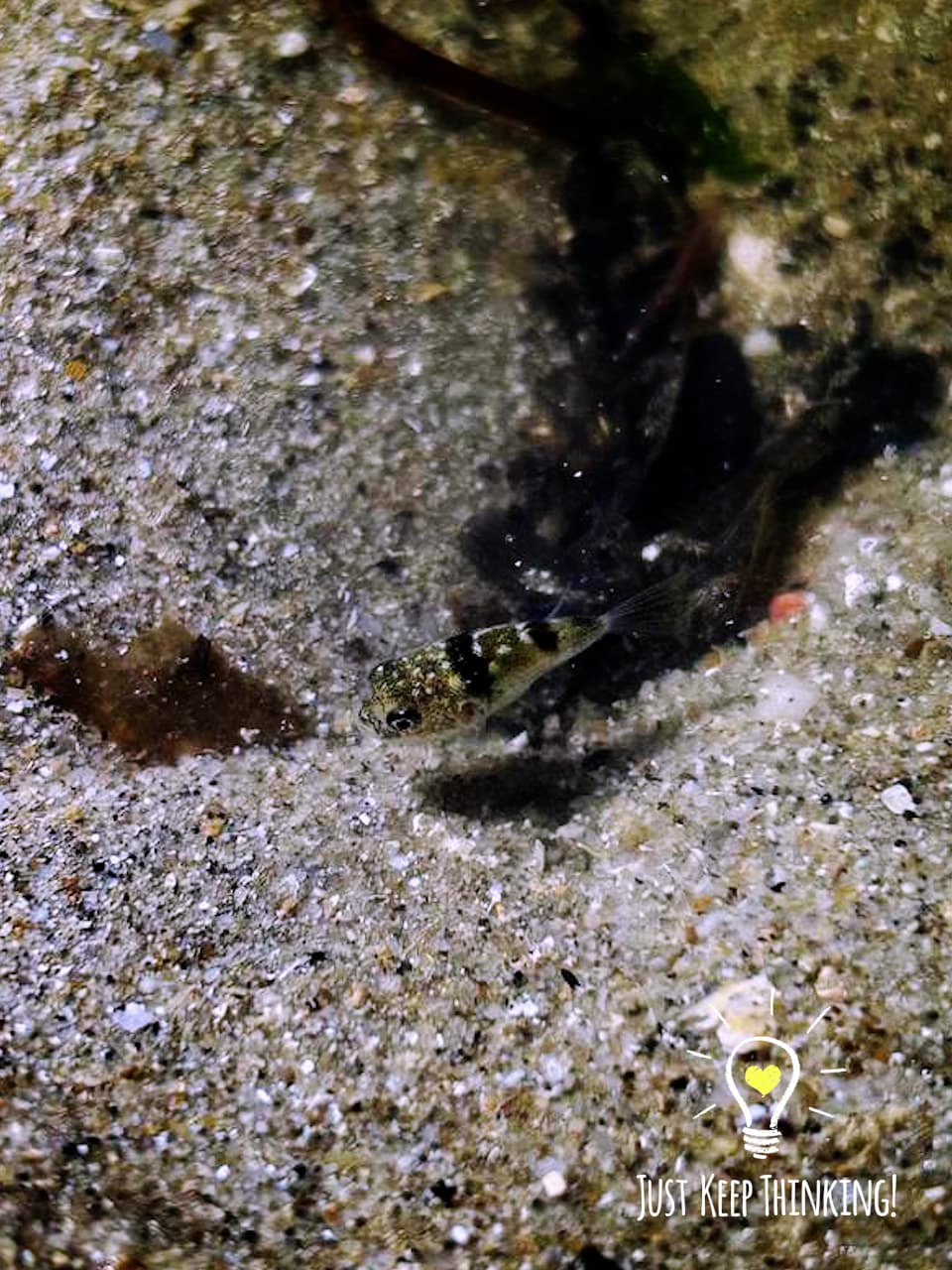 11_Milkspotted Pufferfish_GradedJKT