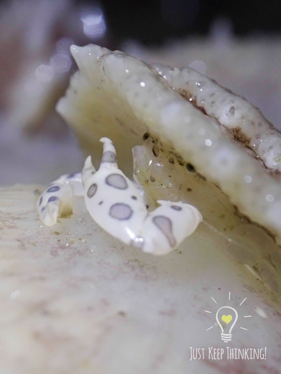11_Painted Porcelain Crab_GradedJKT