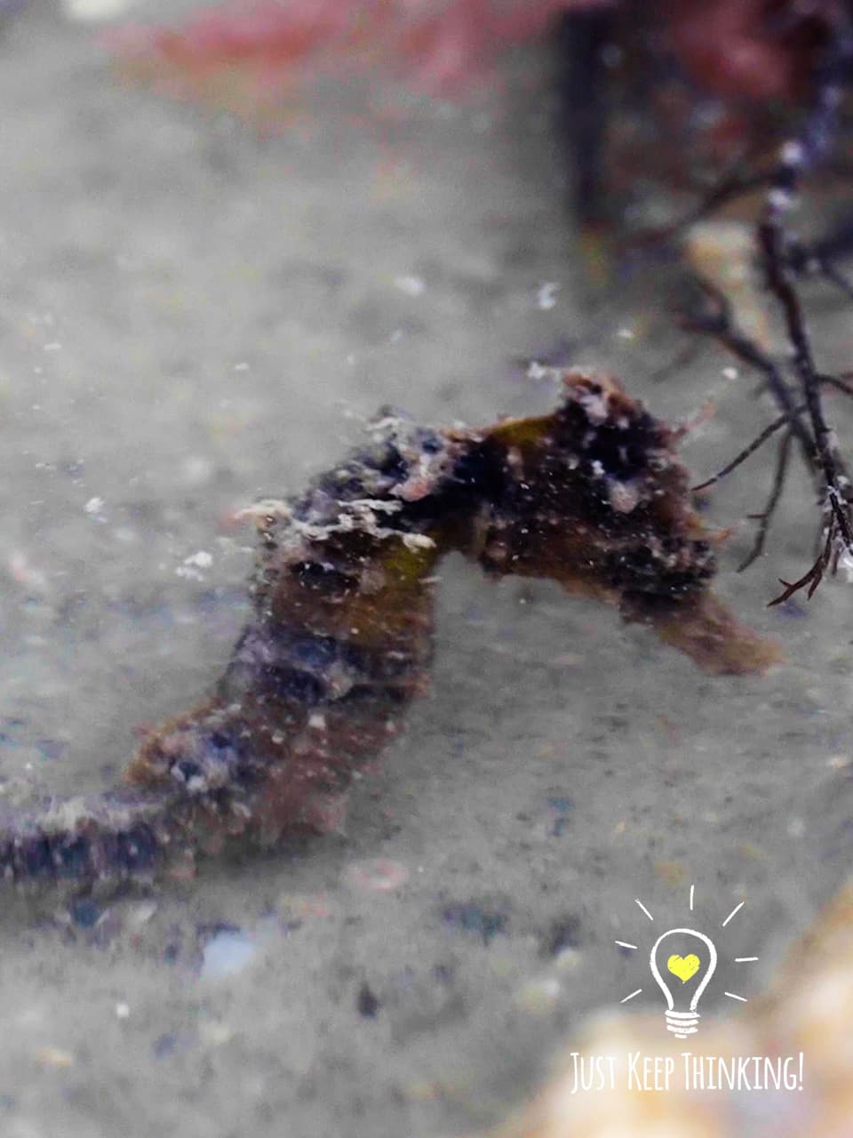 11_Spotted Seahorse_GradedJKT