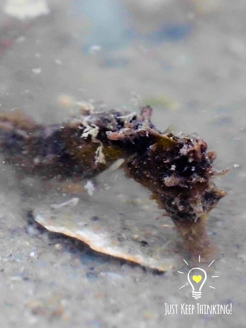 12_Spotted Seahorse_GradedJKT